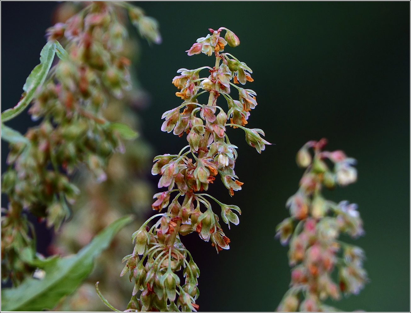 Image of Rumex sylvestris specimen.