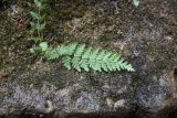 Woodsia caucasica