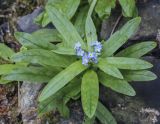 Myosotis palustris. Верхушка цветущего растения в каплях дождя. Москва, ГБС РАН, берег пруда. 15.09.2022.