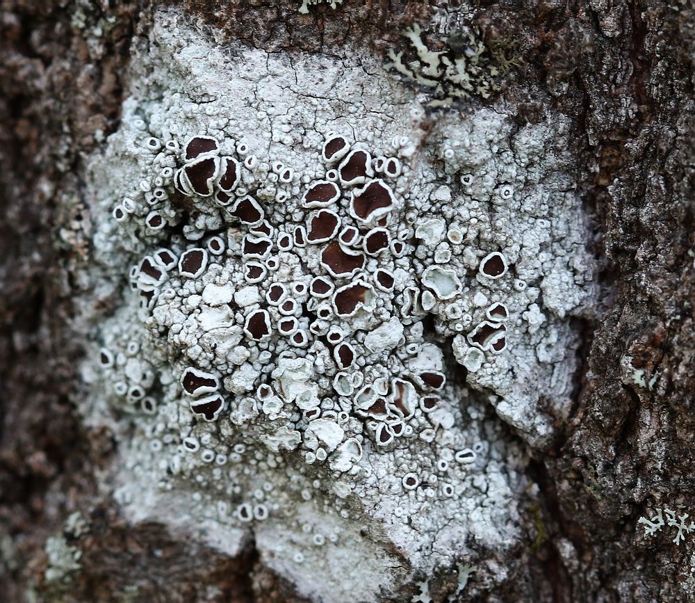 Image of genus Lecanora specimen.