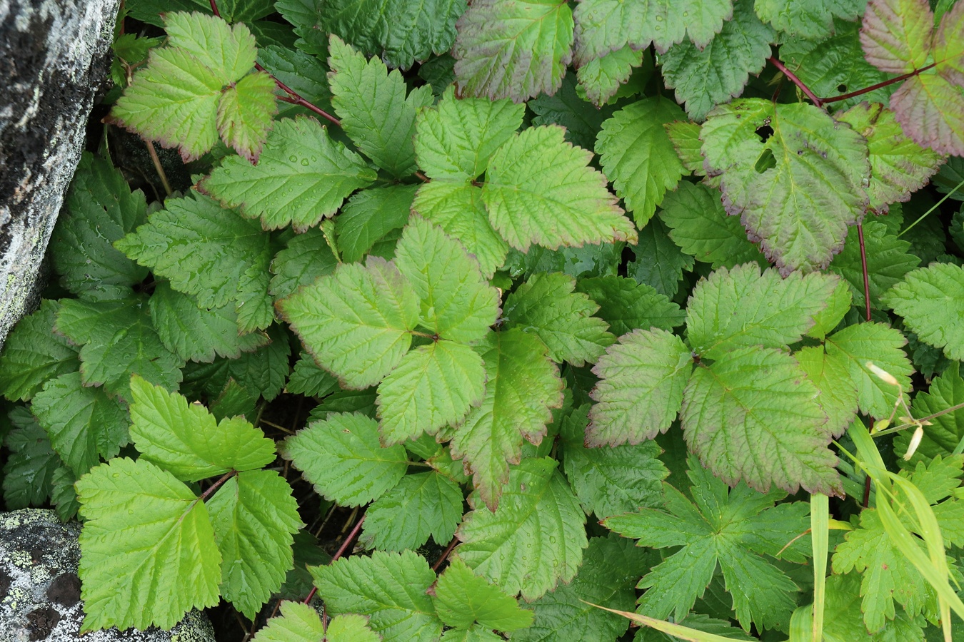 Image of Rubus saxatilis specimen.