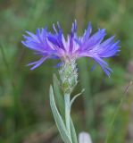 Centaurea fuscomarginata