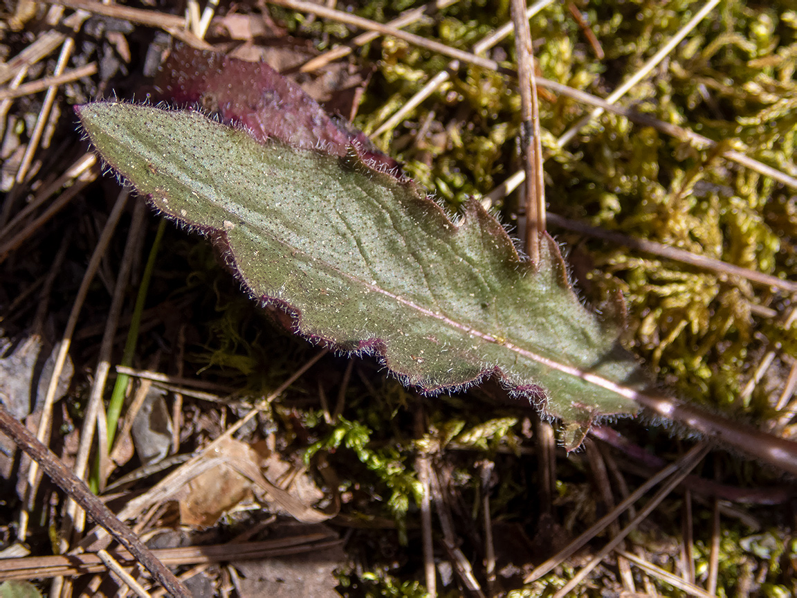 Image of genus Hieracium specimen.