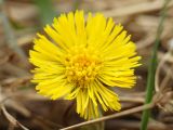 Tussilago farfara