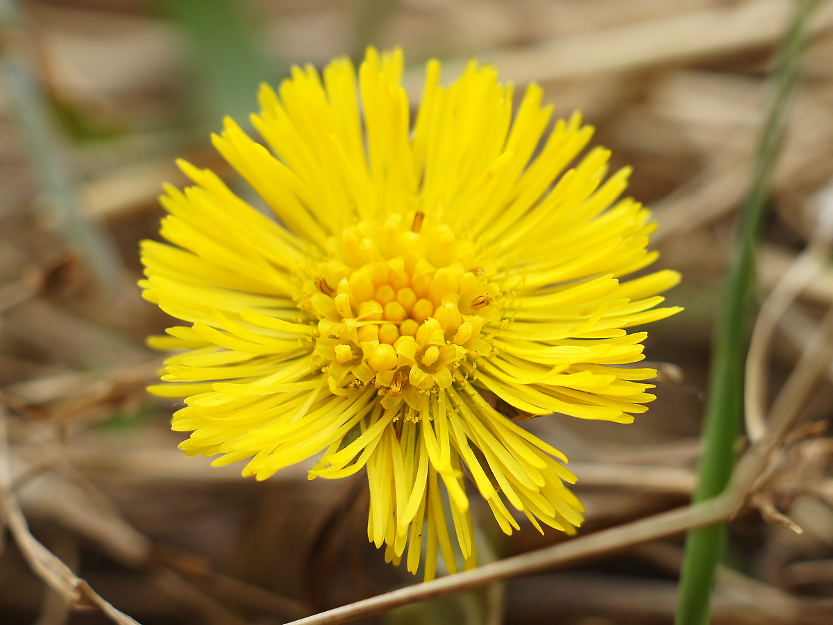 Image of Tussilago farfara specimen.