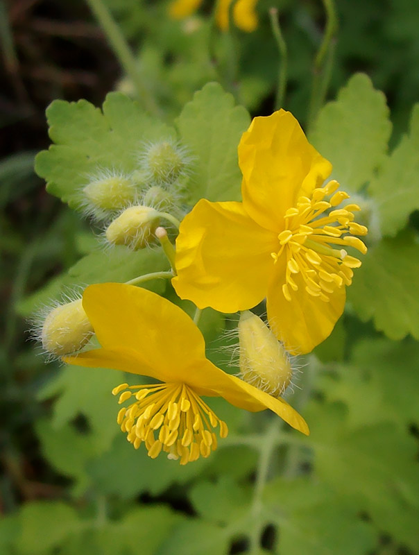 Изображение особи Chelidonium majus.