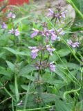 Stachys palustris. Верхушка цветущего растения. Беларусь, Гродненская обл., г. Новогрудок, дренажная канава. 02.09.2021.