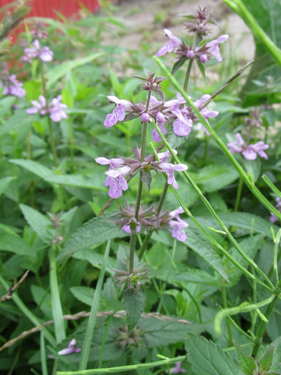 Изображение особи Stachys palustris.