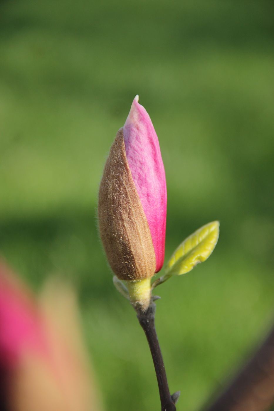 Image of Magnolia &times; soulangeana specimen.