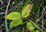 Polygonatum humile. Плодоносящее растение с увядающими и повреждёнными листьями. Приморье, Кавалеровский р-н, окр. бухты Зеркальная, приморский луг. 23.08.2015.