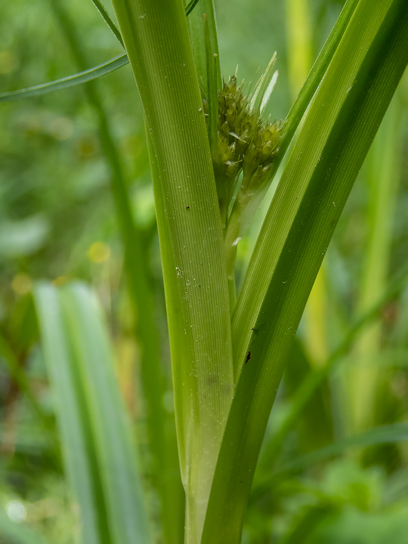 Image of Scirpus sylvaticus specimen.