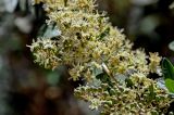 Lawsonia inermis