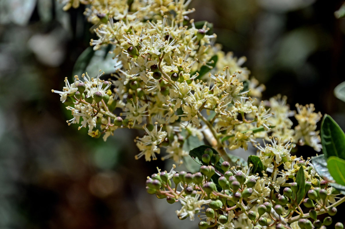Изображение особи Lawsonia inermis.