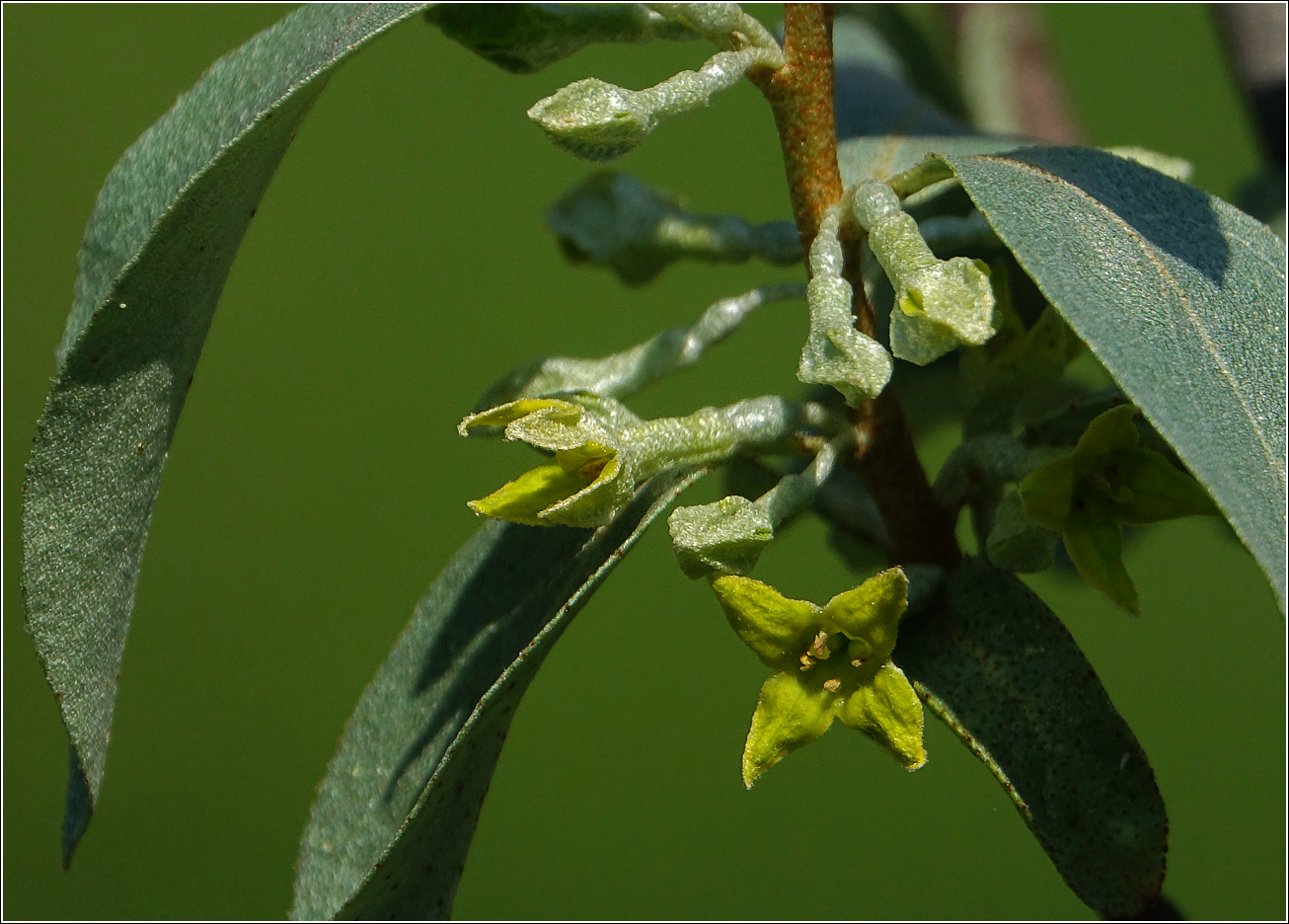 Image of Elaeagnus commutata specimen.