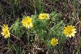 Adonis volgensis