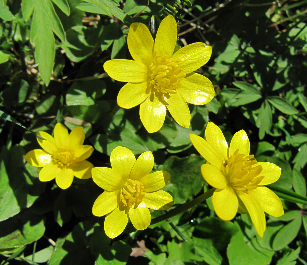 Image of Ficaria verna specimen.