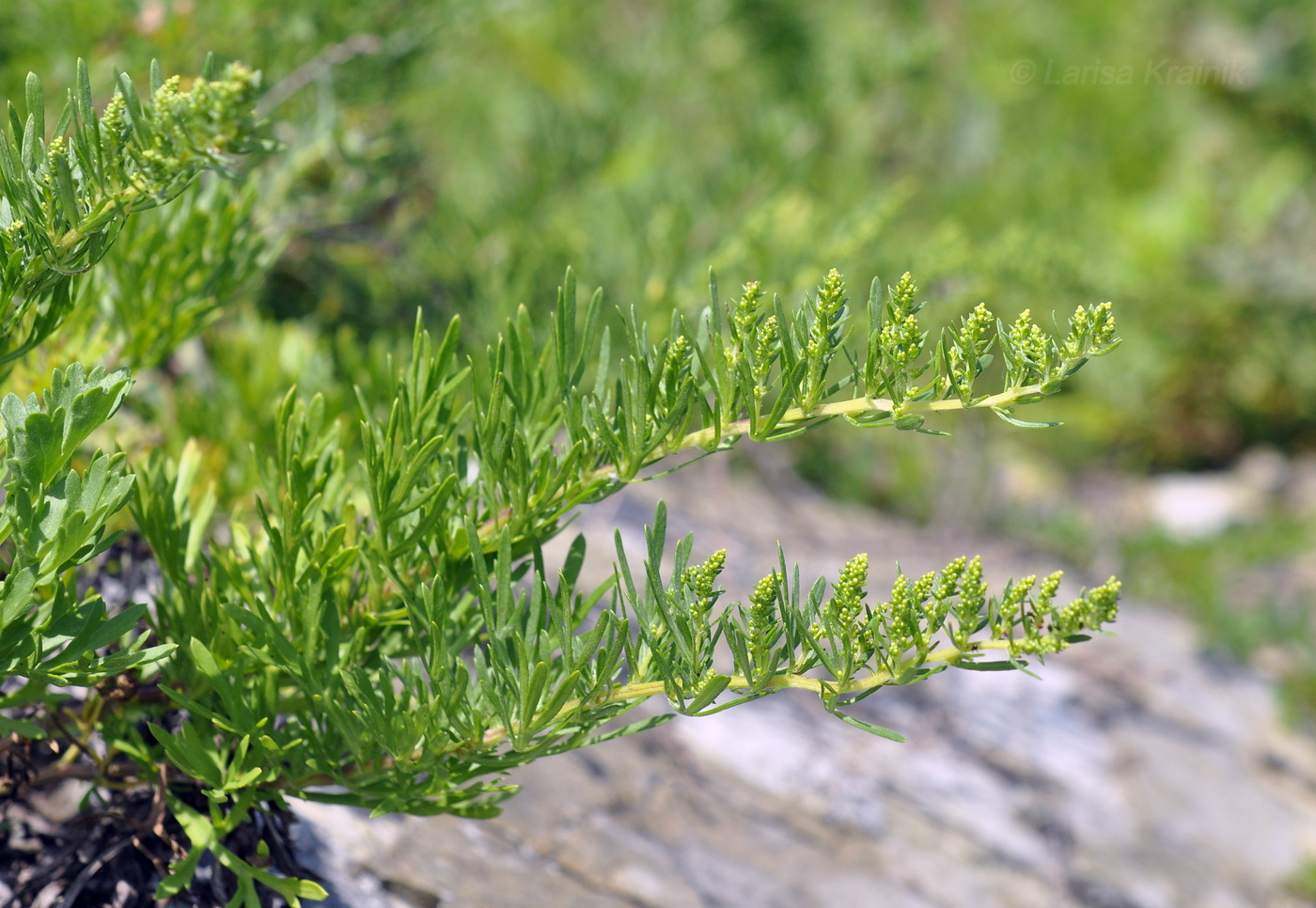 Image of Artemisia japonica specimen.