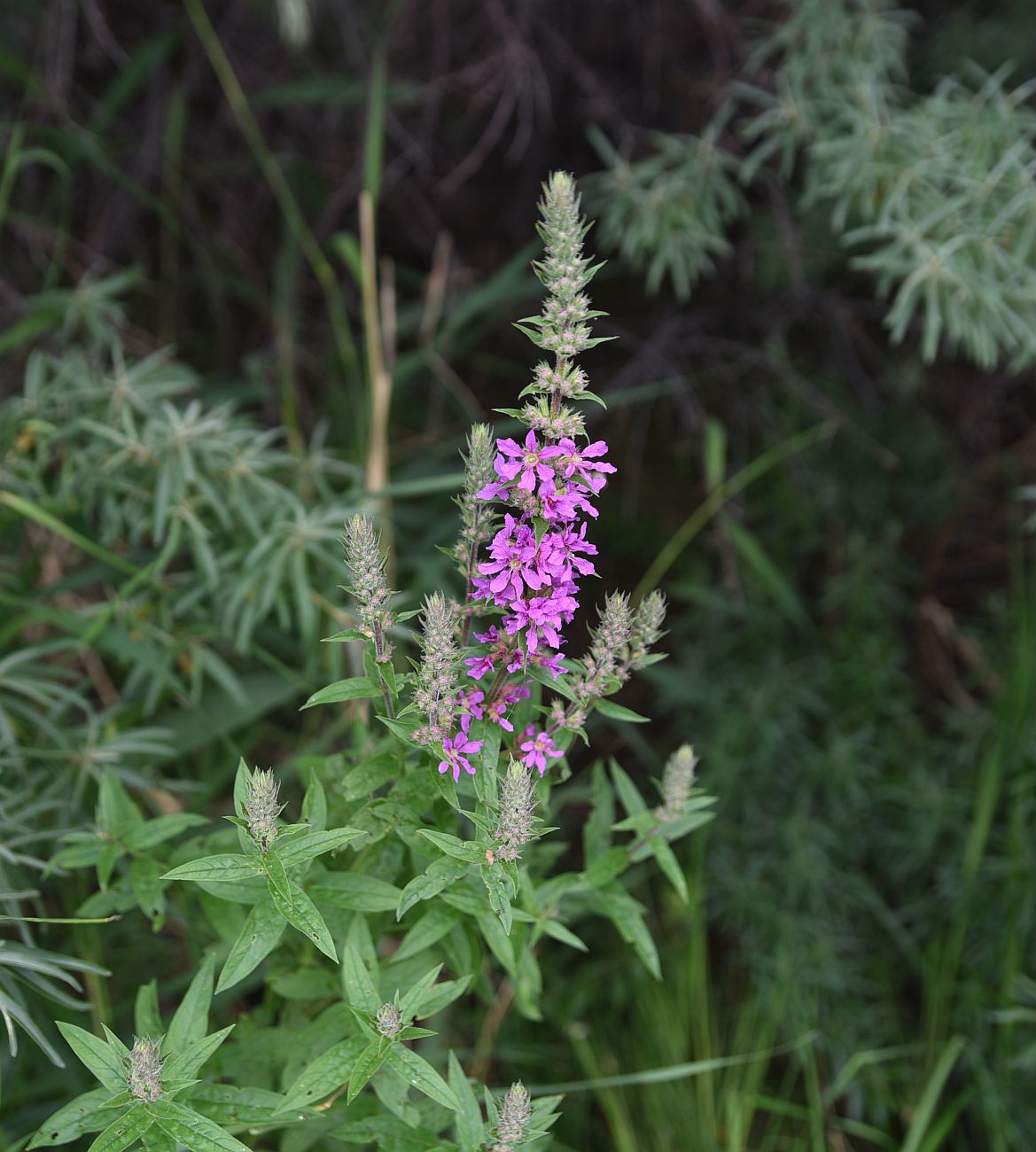 Изображение особи Lythrum salicaria.