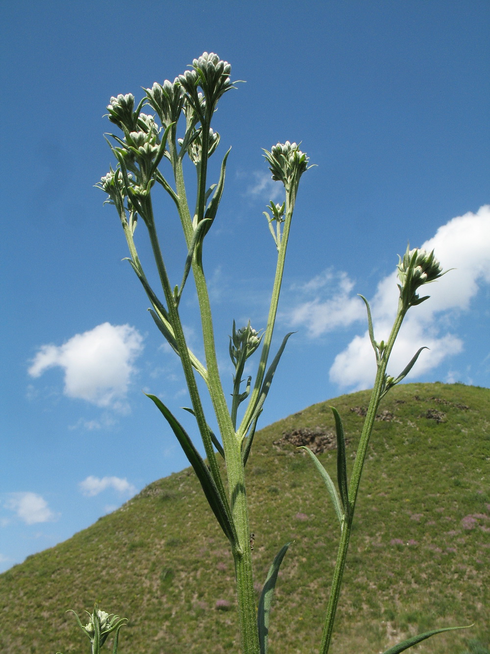 Image of Saussurea elata specimen.