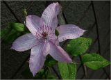 Clematis &times; jackmanii