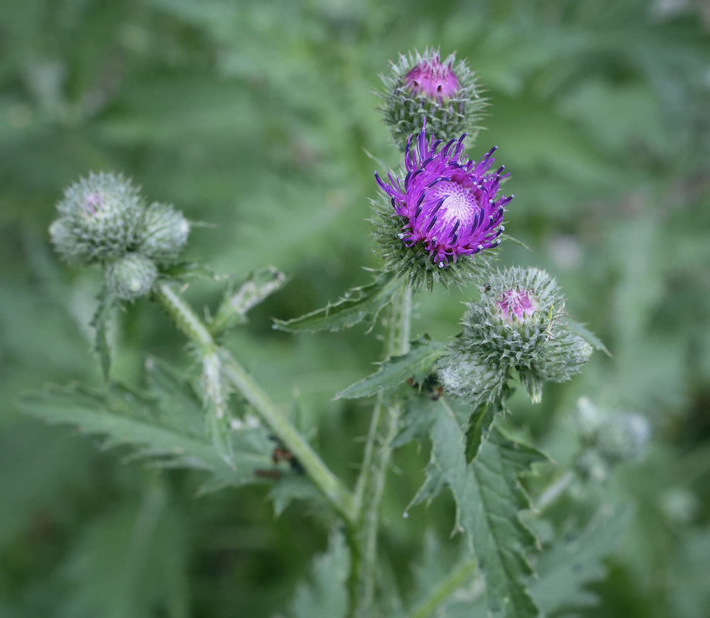 Изображение особи Carduus crispus.