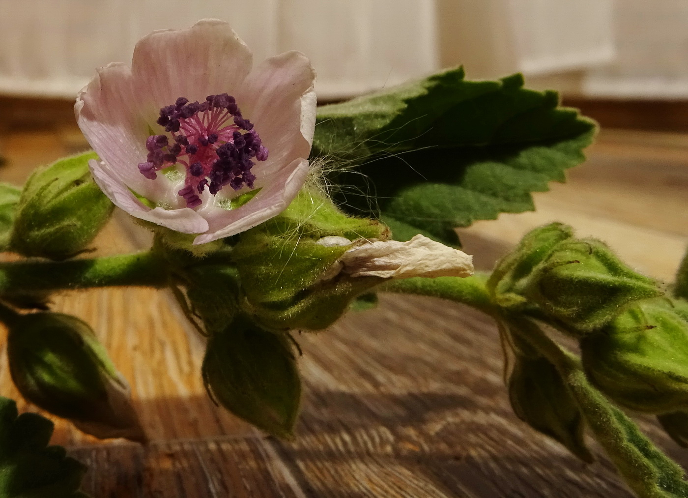 Image of Althaea officinalis specimen.