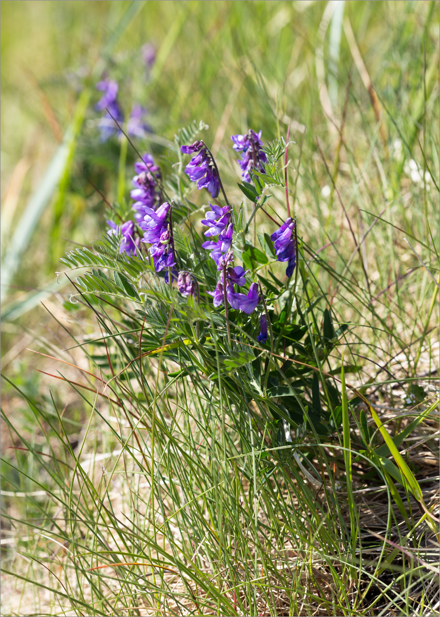 Изображение особи Vicia cracca.