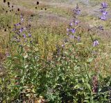 Nepeta sibirica. Цветущее растение. Алтай, Семинский перевал. 27.08.2009.