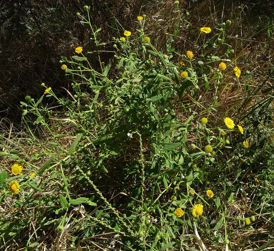 Изображение особи Pulicaria dysenterica.