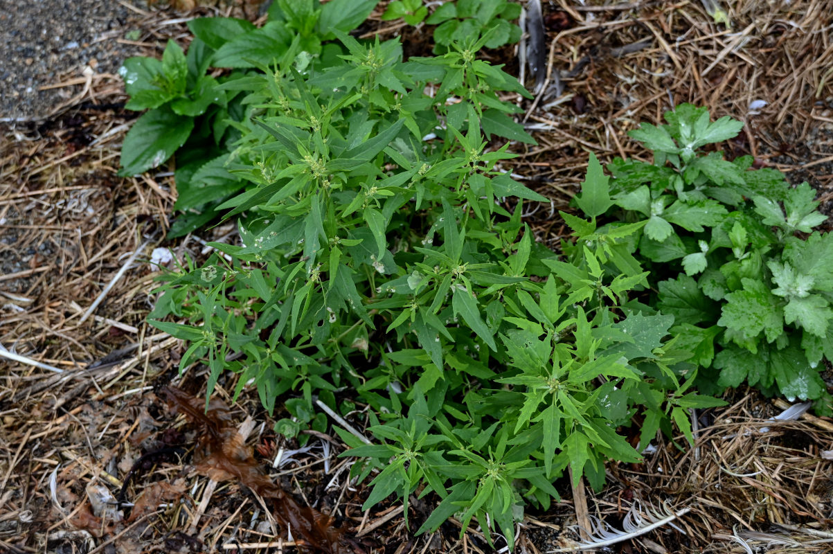 Image of Atriplex subcordata specimen.