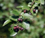 Cotoneaster lucidus