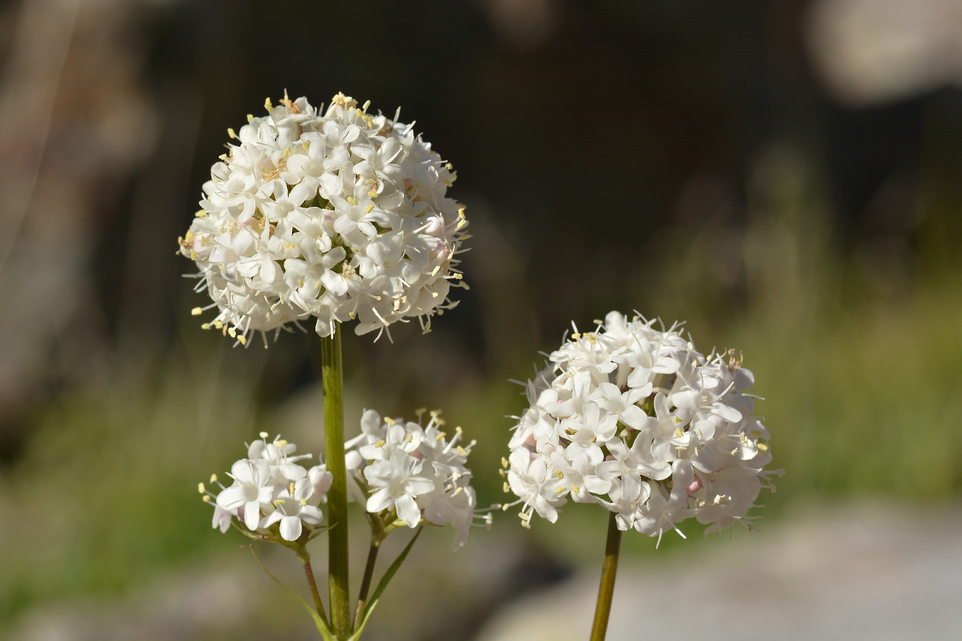 Изображение особи Valeriana alpestris.