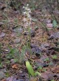 Platanthera bifolia