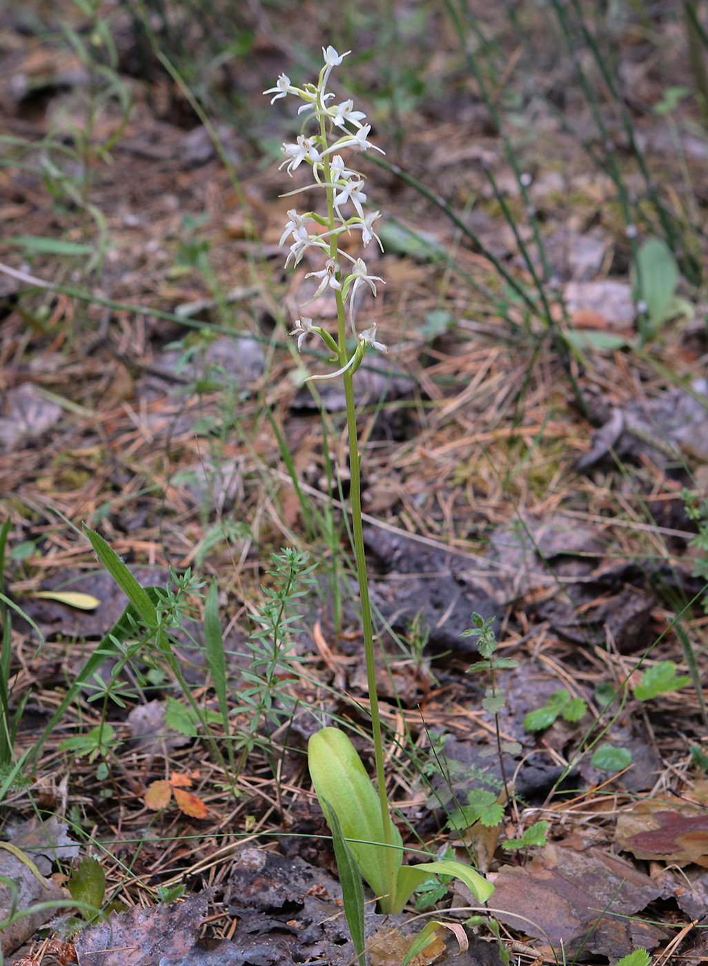 Изображение особи Platanthera bifolia.