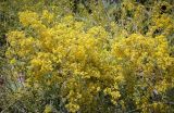Galium verum. Соцветие. Пермский край, Кунгурский р-н, окр. дер. Дейково, окр. ур. Греховская гора, разнотравный луг. 25.06.2023.