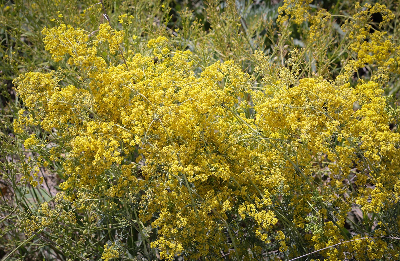Изображение особи Galium verum.