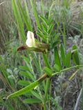 Vicia grandiflora