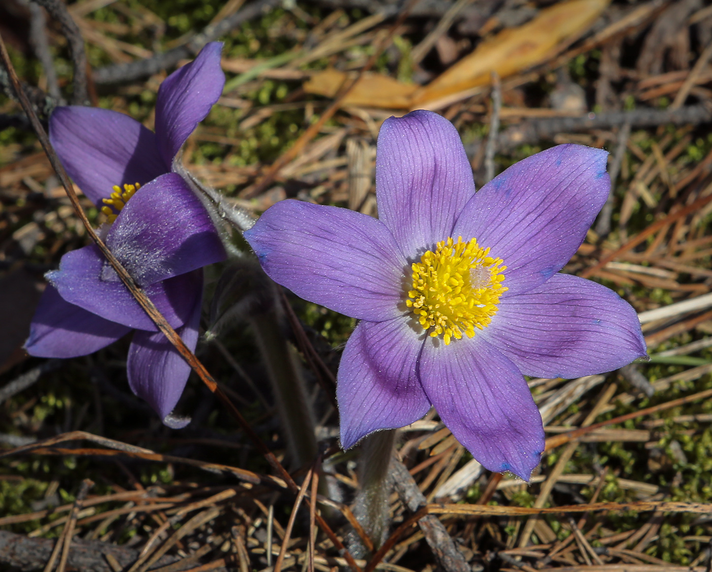 Изображение особи Pulsatilla patens.