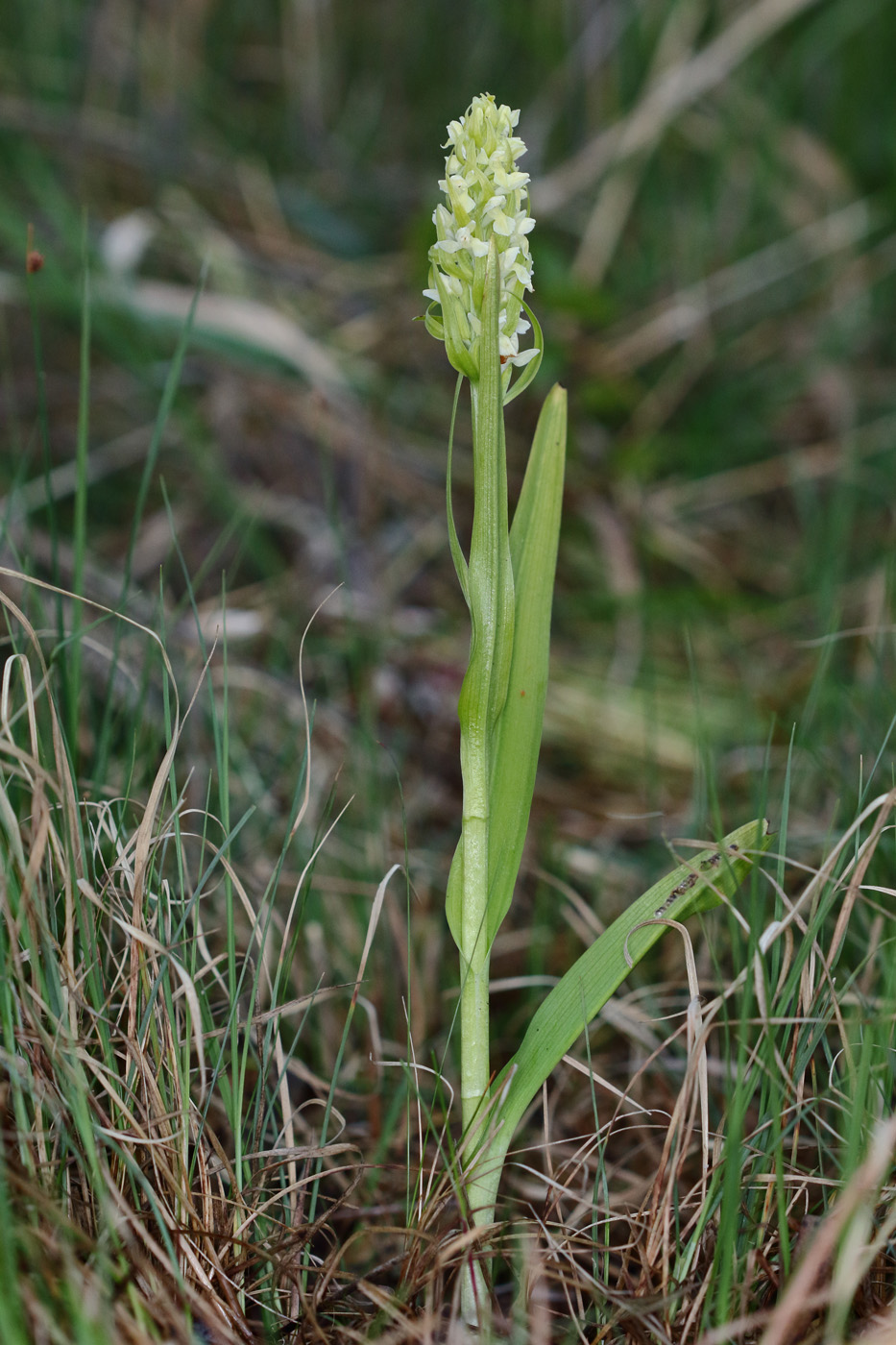 Изображение особи Dactylorhiza ochroleuca.