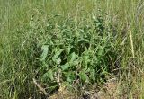 Phlomis pungens