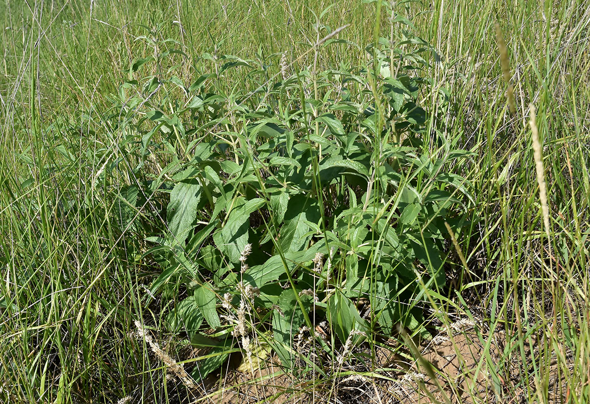 Image of Phlomis pungens specimen.