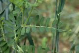 Vicia sativa. Часть стебля с листом и основанием пазушного побега. Беларусь, Витебская обл., окр. пос. Езерище, посевы овса (Avena sativa). 28.07.2023.