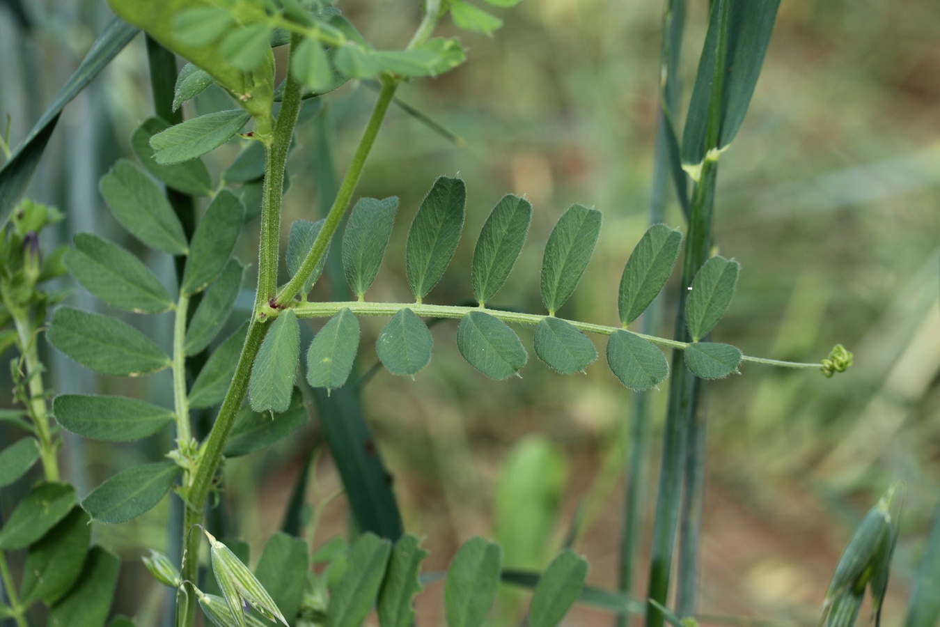 Изображение особи Vicia sativa.