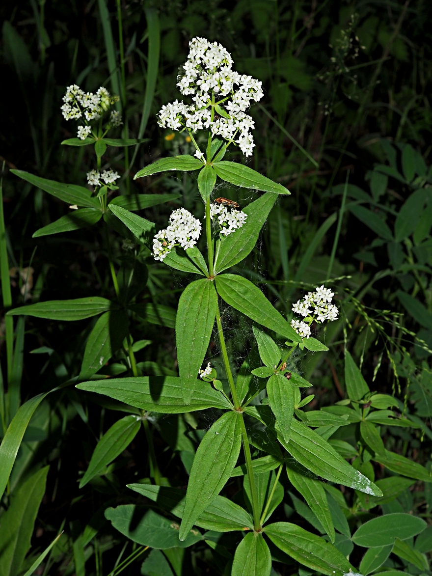 Изображение особи Galium physocarpum.