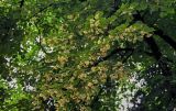 род Tilia. Ветви цветущего дерева. Грузия, Имеретия, г. Кутаиси, в культуре. 14.06.2023.