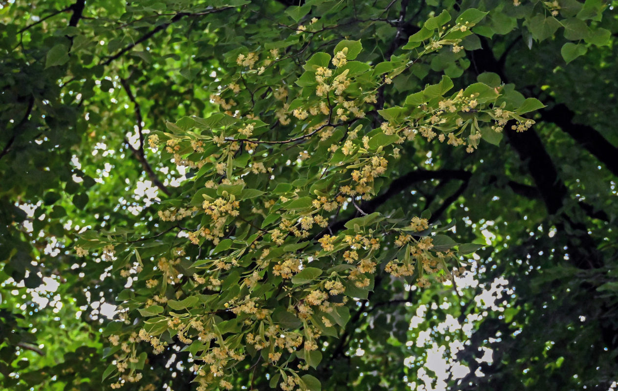 Image of genus Tilia specimen.