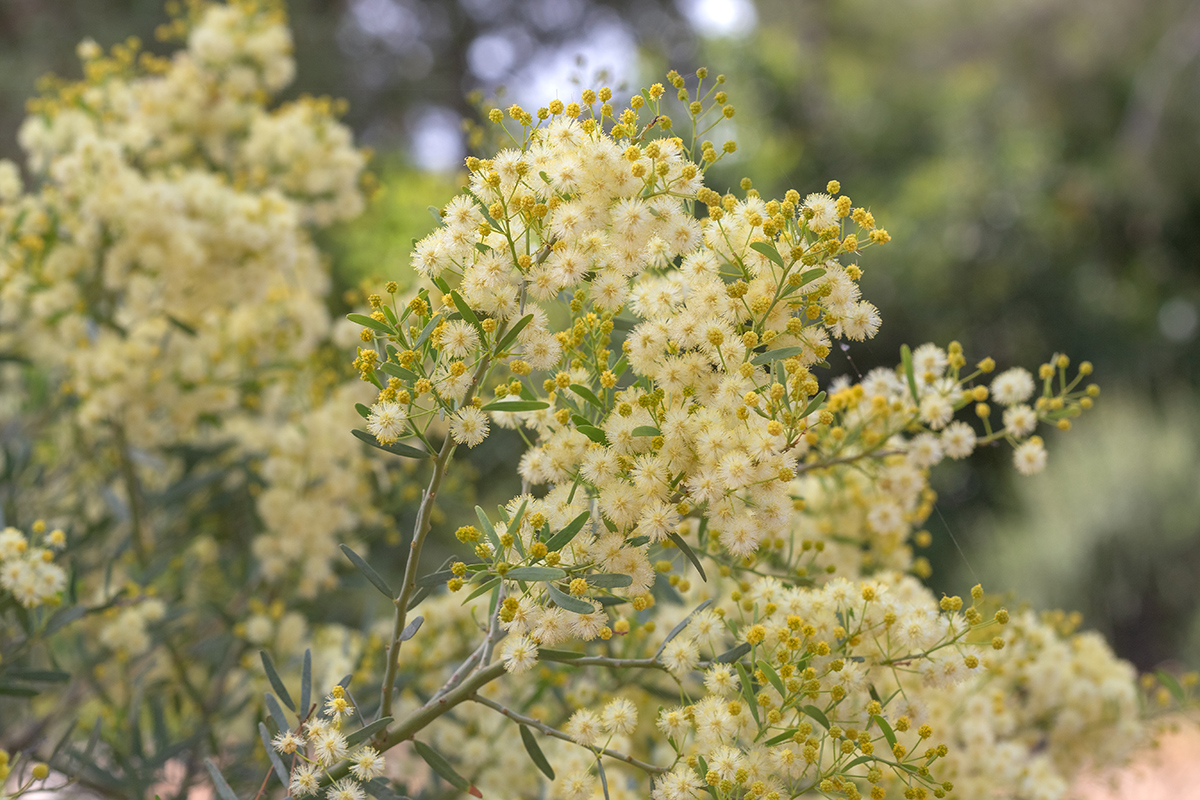 Изображение особи Acacia victoriae.