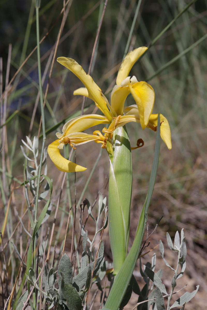 Изображение особи Iris halophila.