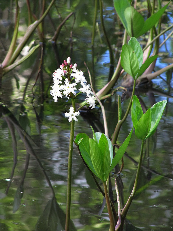 Изображение особи Menyanthes trifoliata.