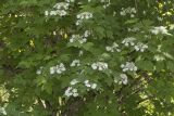 Viburnum opulus